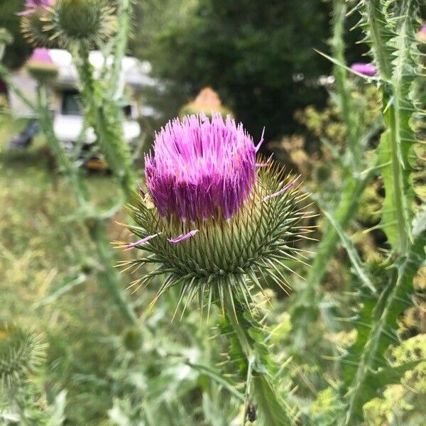 Onopordum acanthium Flor