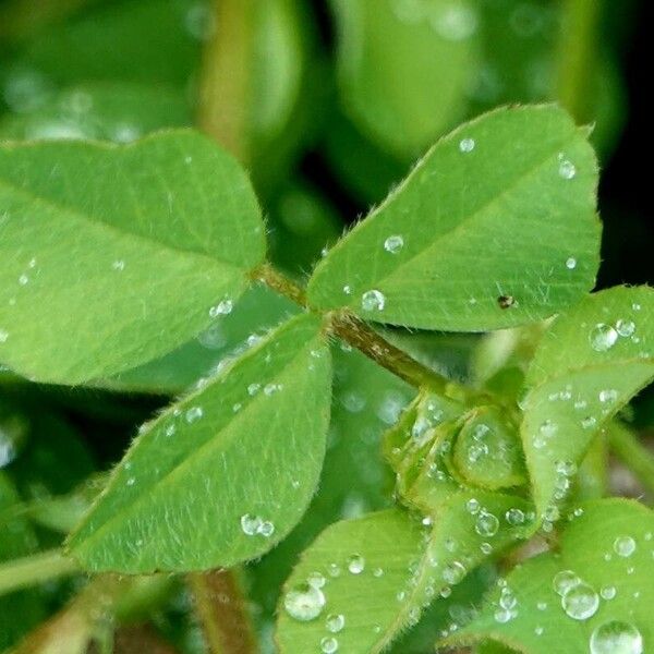 Medicago polymorpha Leaf