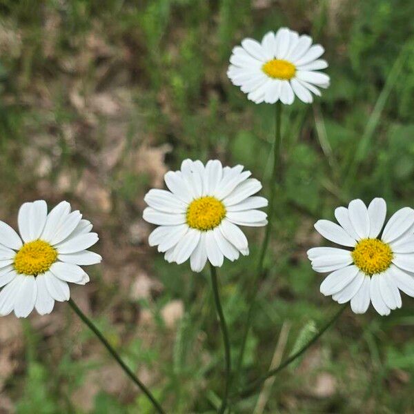 Tanacetum corymbosum Цвят