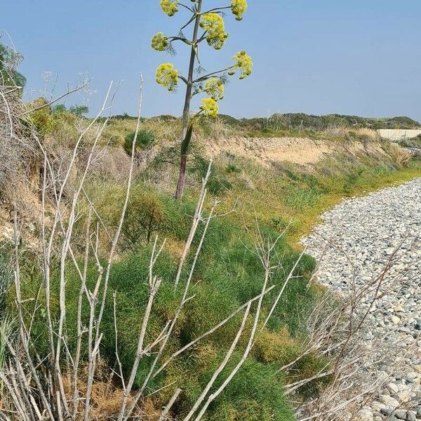 Ferula glauca Fiore