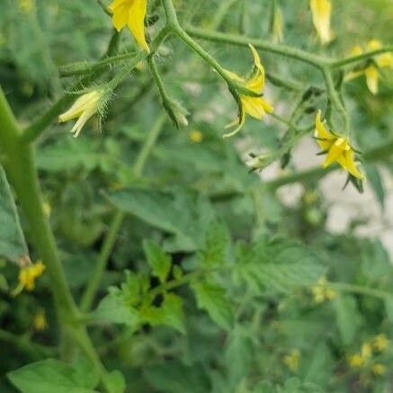 Solanum pimpinellifolium Flower