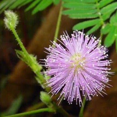 Mimosa pudica Цвят