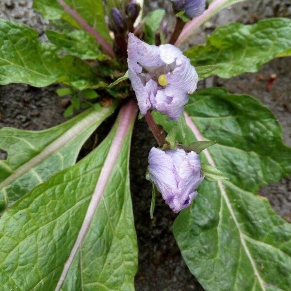 Mandragora autumnalis Flower