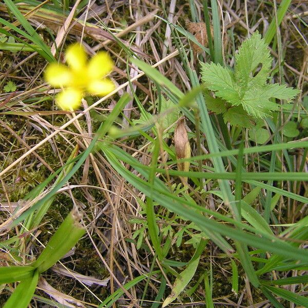 Ranunculus flammula Цветок