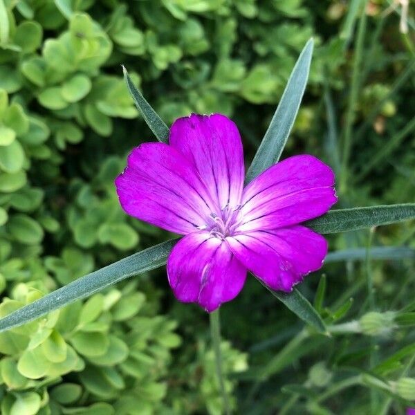 Agrostemma githago Blüte