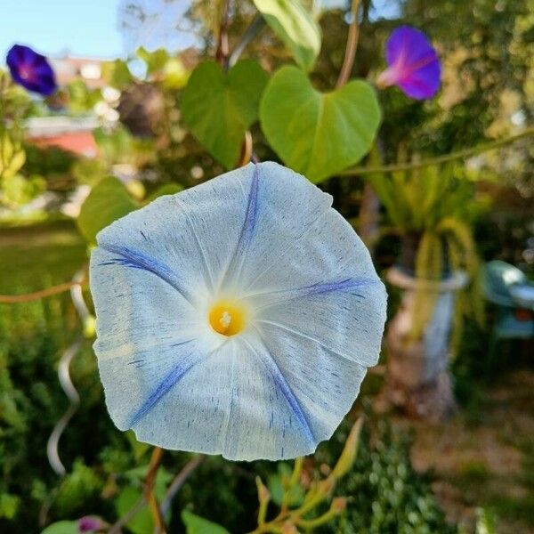 Ipomoea tricolor Blüte