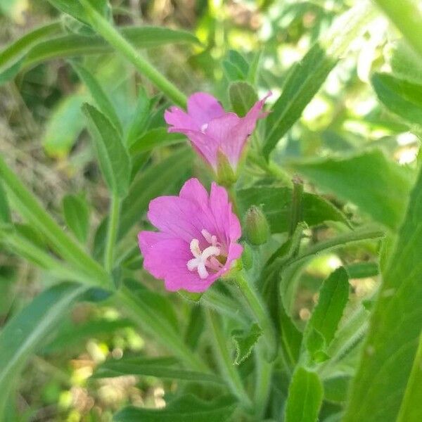 Epilobium hirsutum Blodyn