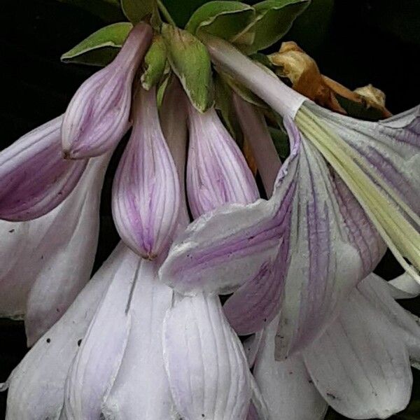 Hosta plantaginea Цветок