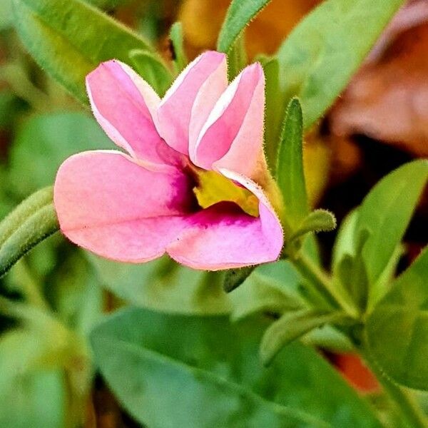 Calibrachoa parviflora Кветка