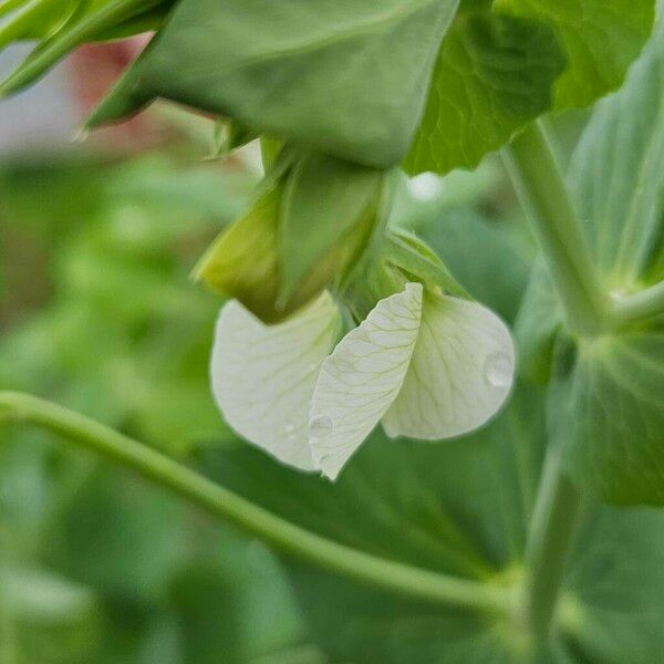 Pisum sativum Flower