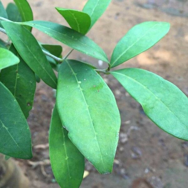 Chionanthus foveolatus Hoja