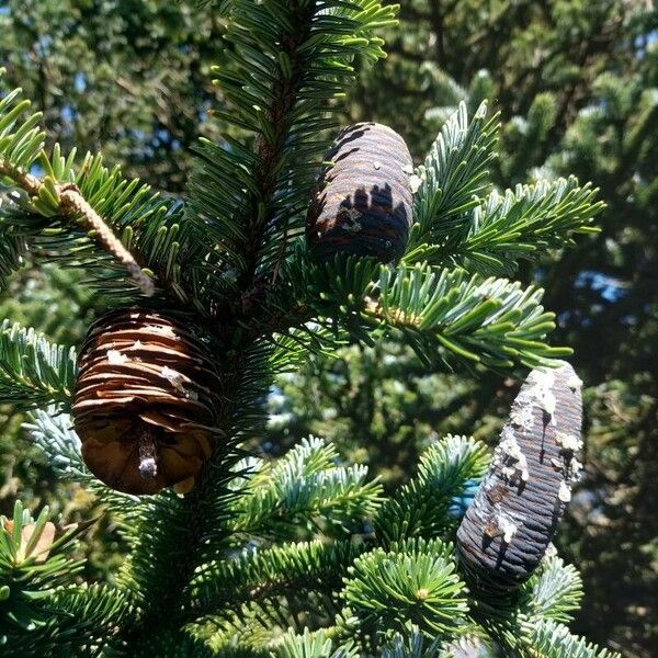 Abies homolepis Плод