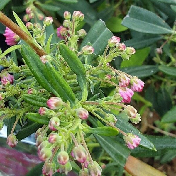 Kalmia angustifolia Cvet