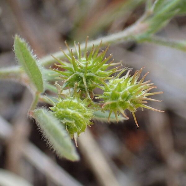 Medicago minima Fruit