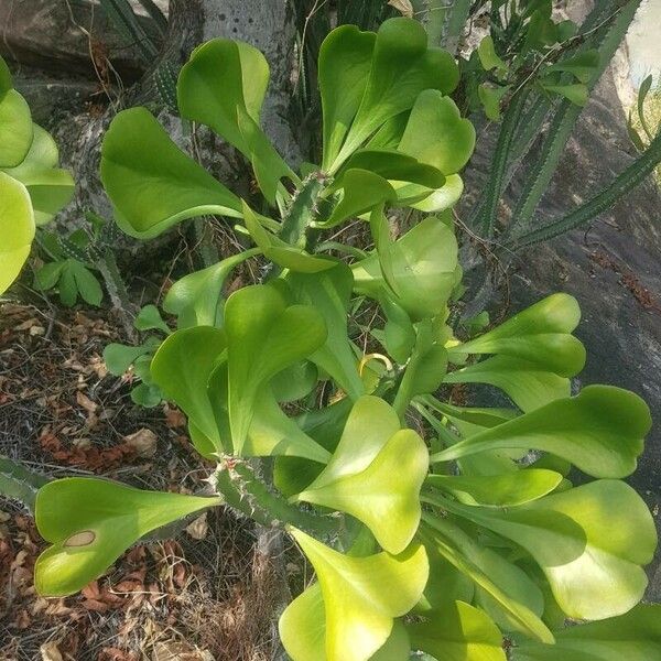 Euphorbia desmondii Ліст