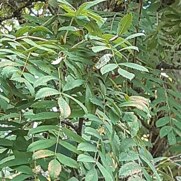 Sorbus domestica Лист