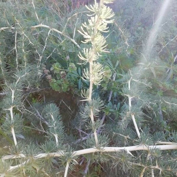 Asparagus albus 葉