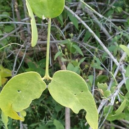 Salvadora persica Leaf