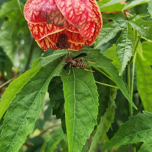 Abutilon pictum Flor