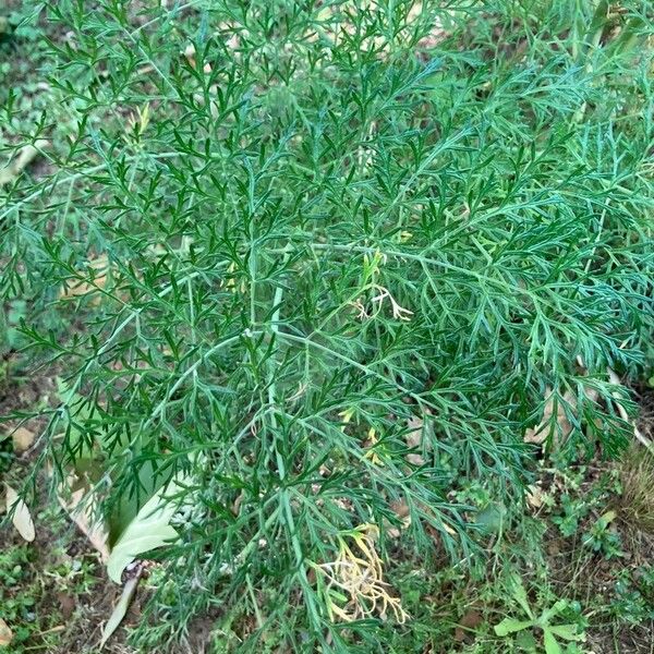 Ferula glauca Yaprak