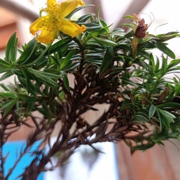 Hypericum lanceolatum Flower