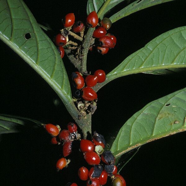 Cordia fanchoniae Фрукт