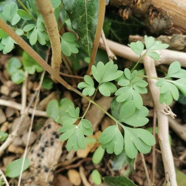 Corydalis × hausmannii 葉