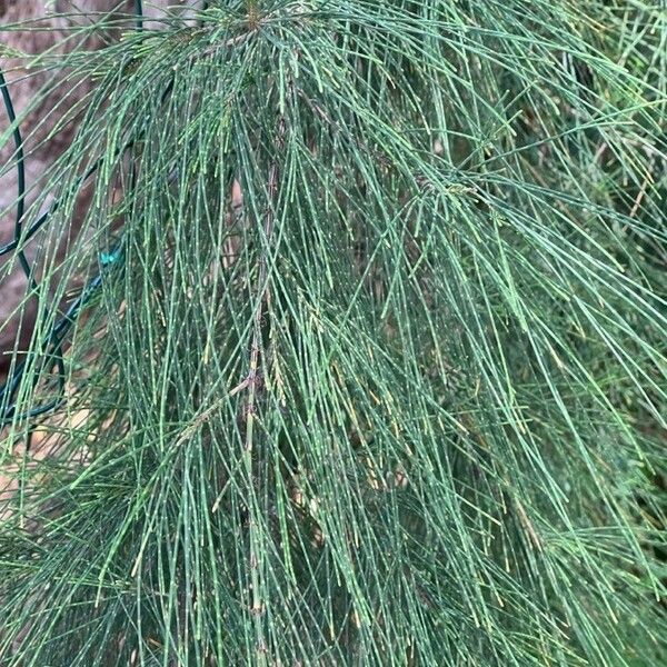 Casuarina equisetifolia Leaf