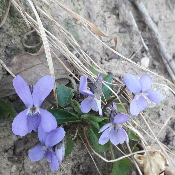 Viola odorata Floro