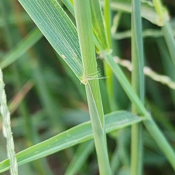 Digitaria sanguinalis Koor