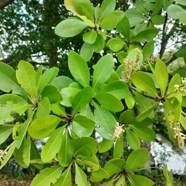 Terminalia buceras Hostoa