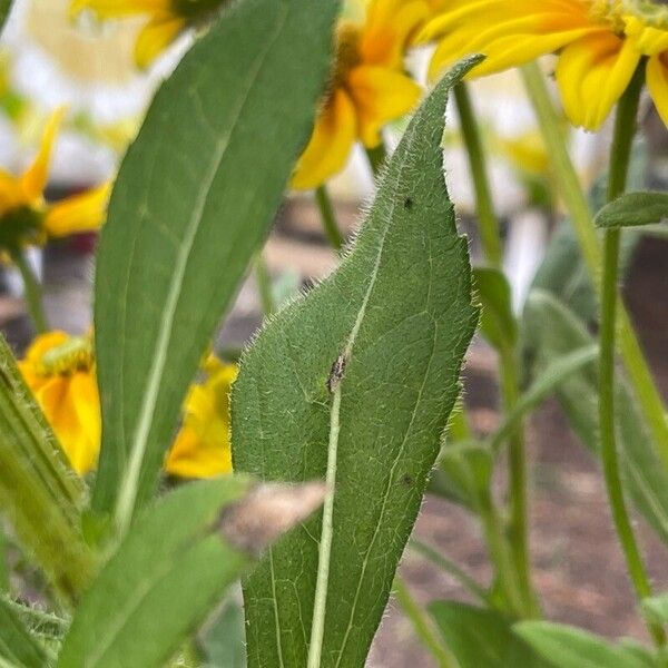 Rudbeckia hirta Deilen