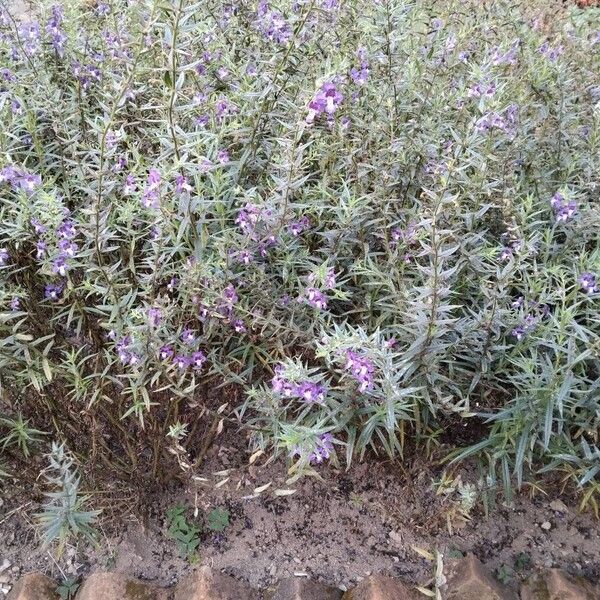 Angelonia biflora Tervik taim