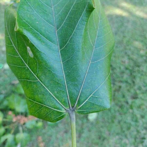 Sterculia apetala Levél