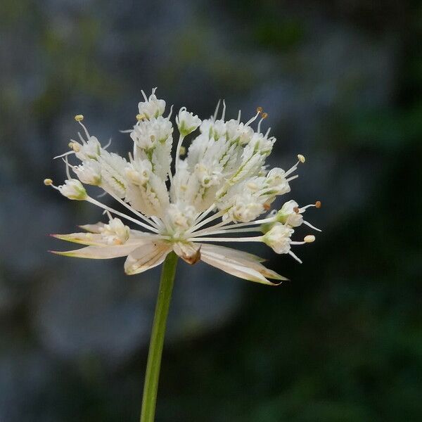 Astrantia minor Çiçek