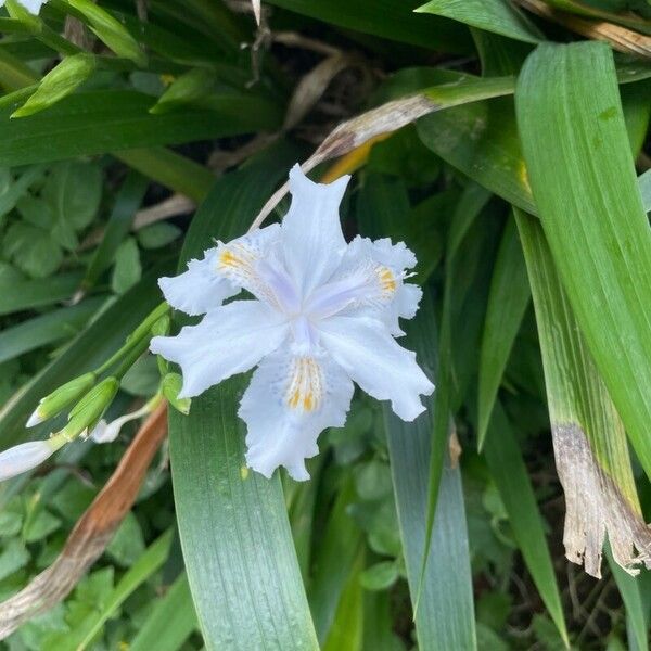 Iris japonica 花