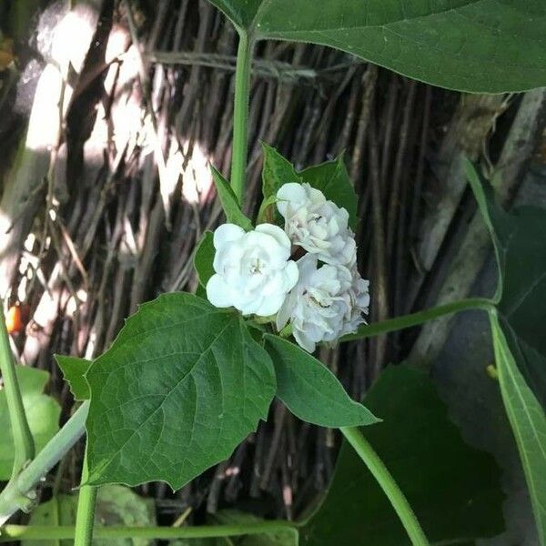 Clerodendrum chinense Λουλούδι