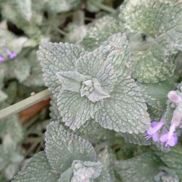 Nepeta racemosa Blad