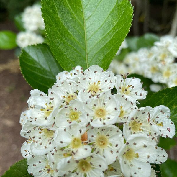 Aria edulis പുഷ്പം