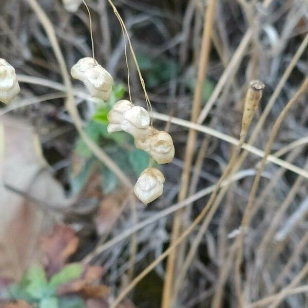 Briza maxima Flower