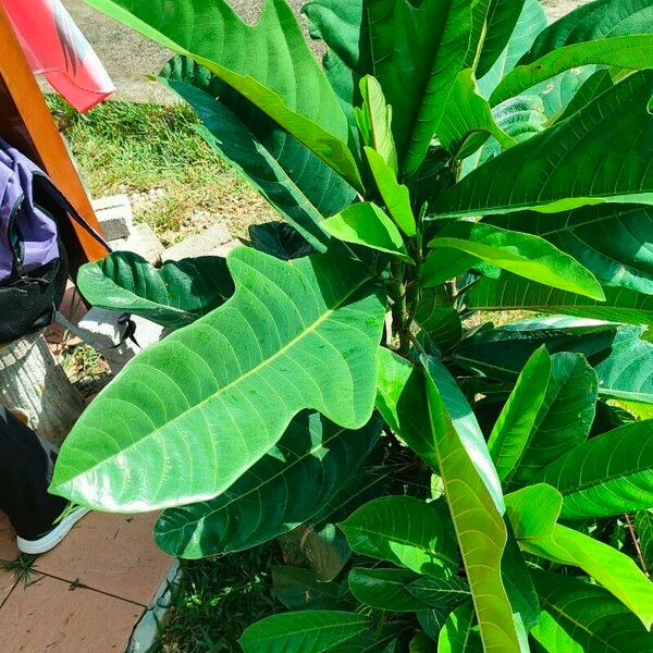 Ficus callosa Leaf