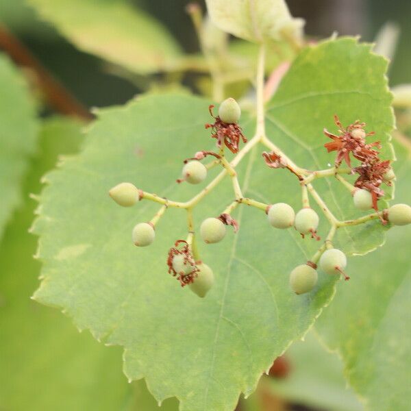 Tilia amurensis 果實