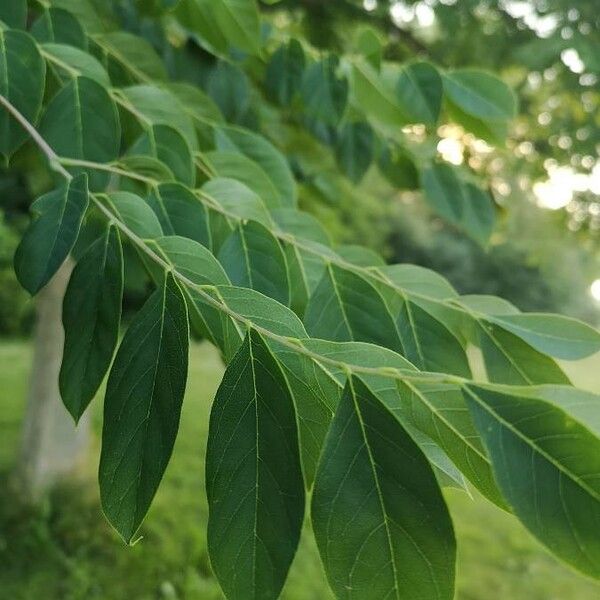 Gymnocladus dioicus Blatt