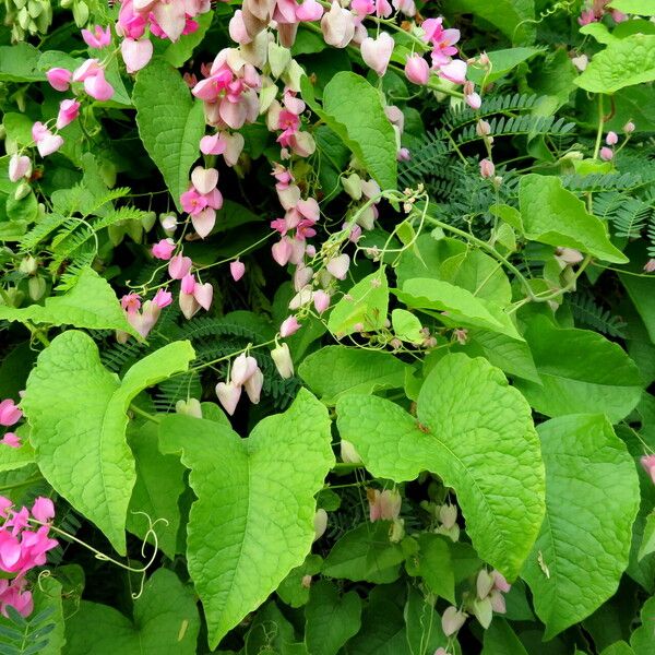 Antigonon leptopus পাতা