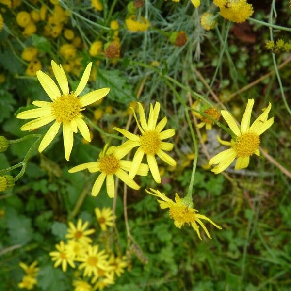 Jacobaea aquatica Blomst