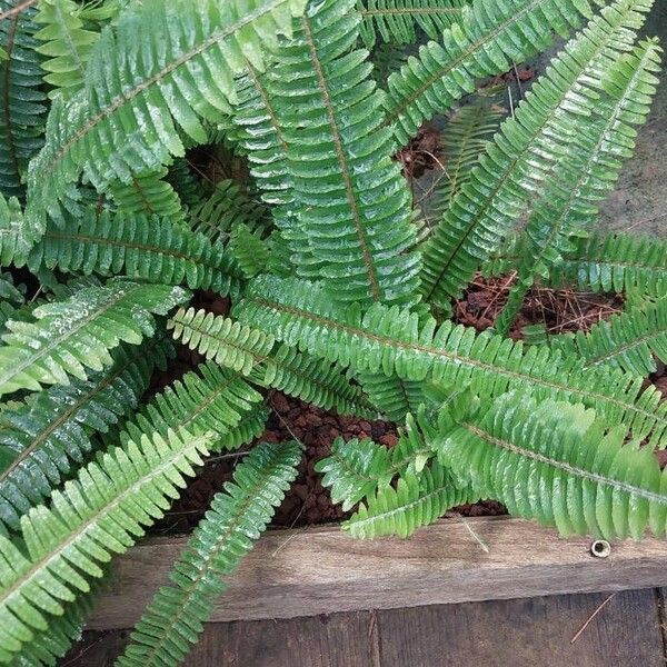 Nephrolepis cordifolia पत्ता