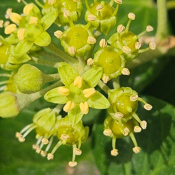 Hedera helix Cvet