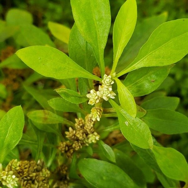 Alternanthera ficoidea 花