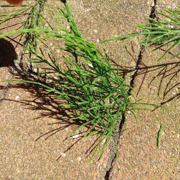 Equisetum arvense Blad