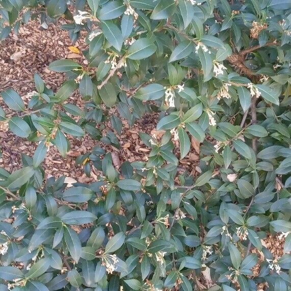 Osmanthus × burkwoodii Pokrój